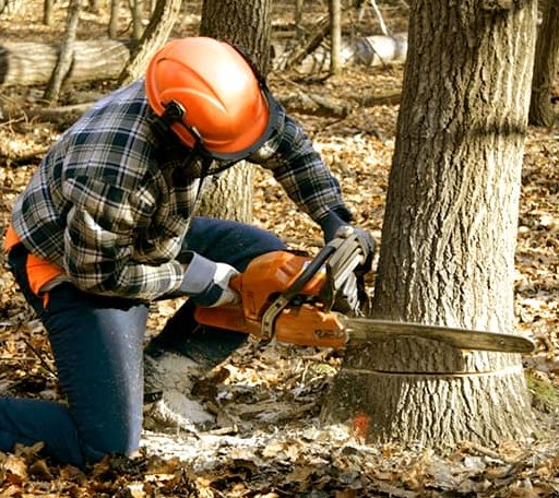 Tree Removal in Fayetteville, WV